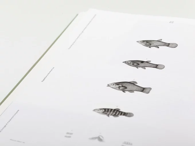 Illustrating Nature — mixed paper textures