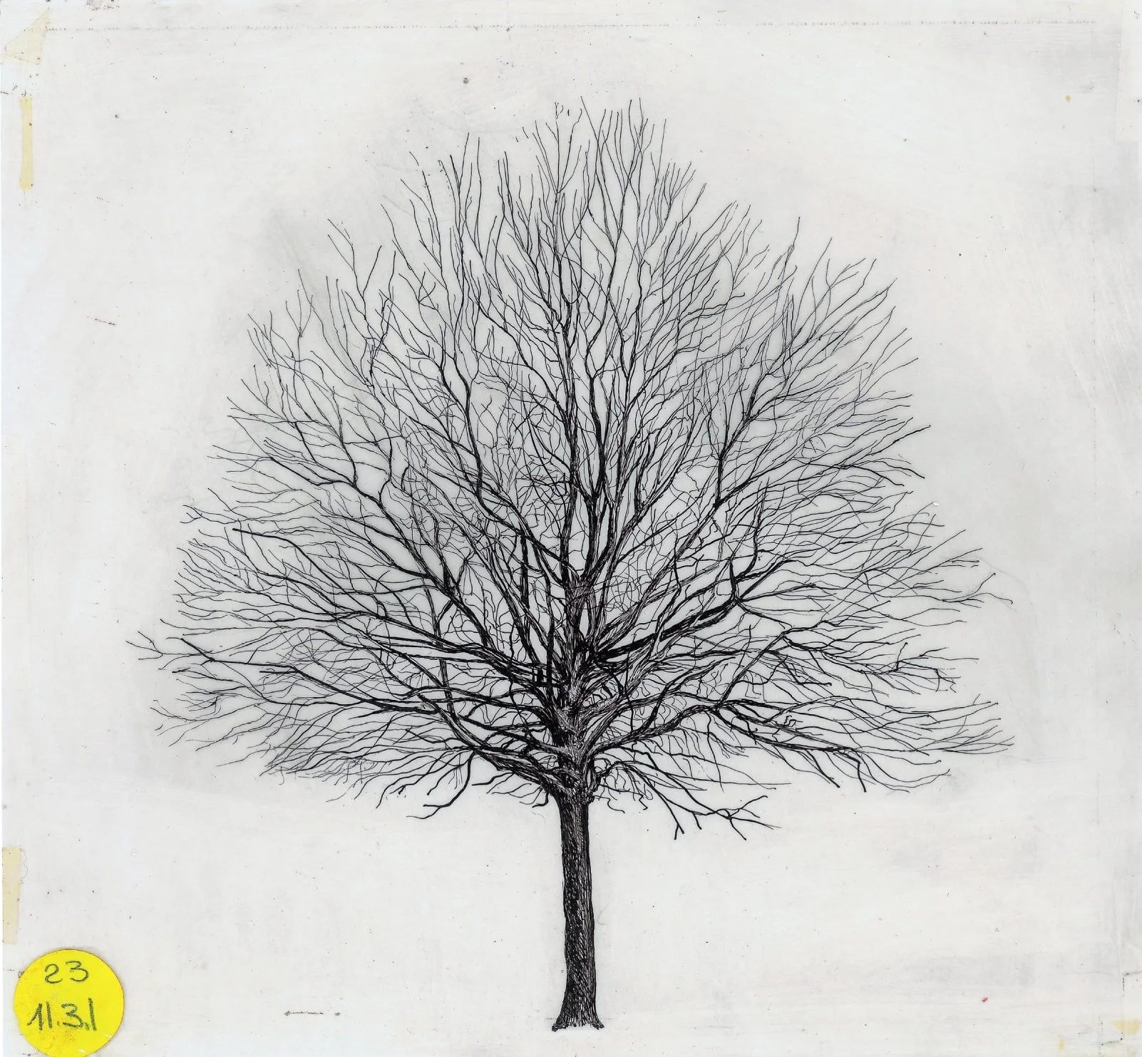 Pen-and-ink drawing of a bare deciduous tree in winter, from The Architecture of Trees, with a yellow catalogue sticker in the corner