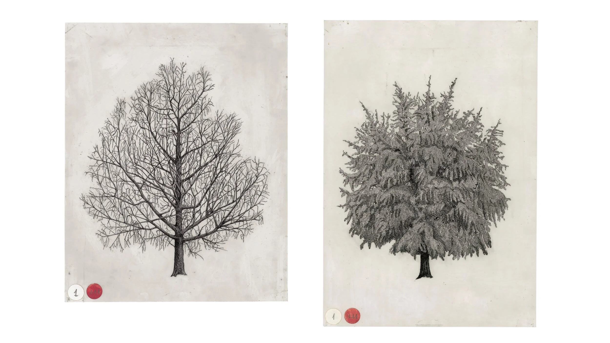 Two pen-and-ink drawings from The Architecture of Trees side by side: the same tree bare in winter and in full summer leaf