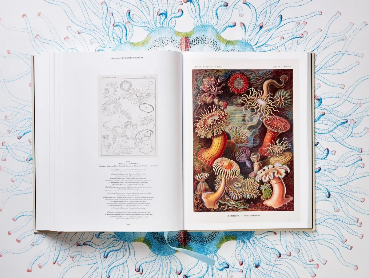 Haeckel radiolarian plates — geometric symmetry of single-celled organisms