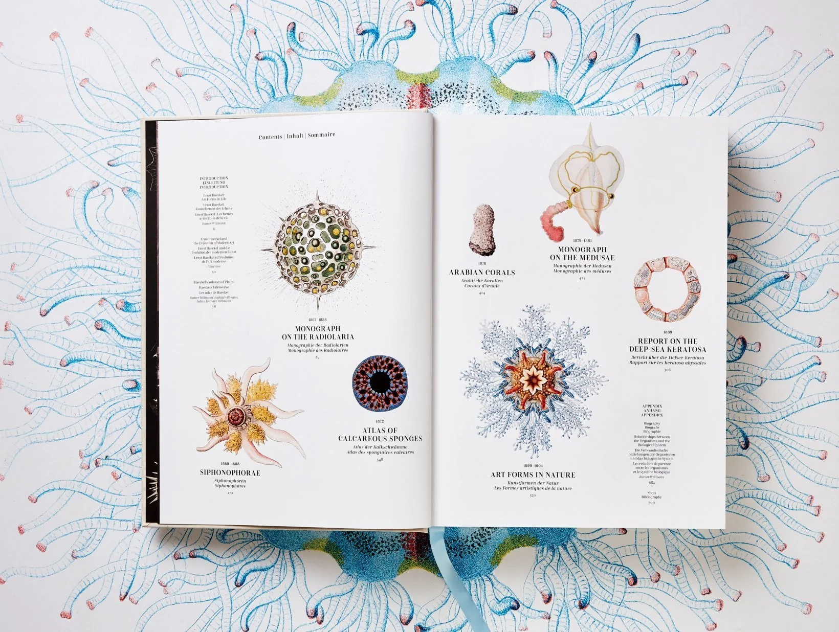 Haeckel jellyfish illustrations — Medusae plates