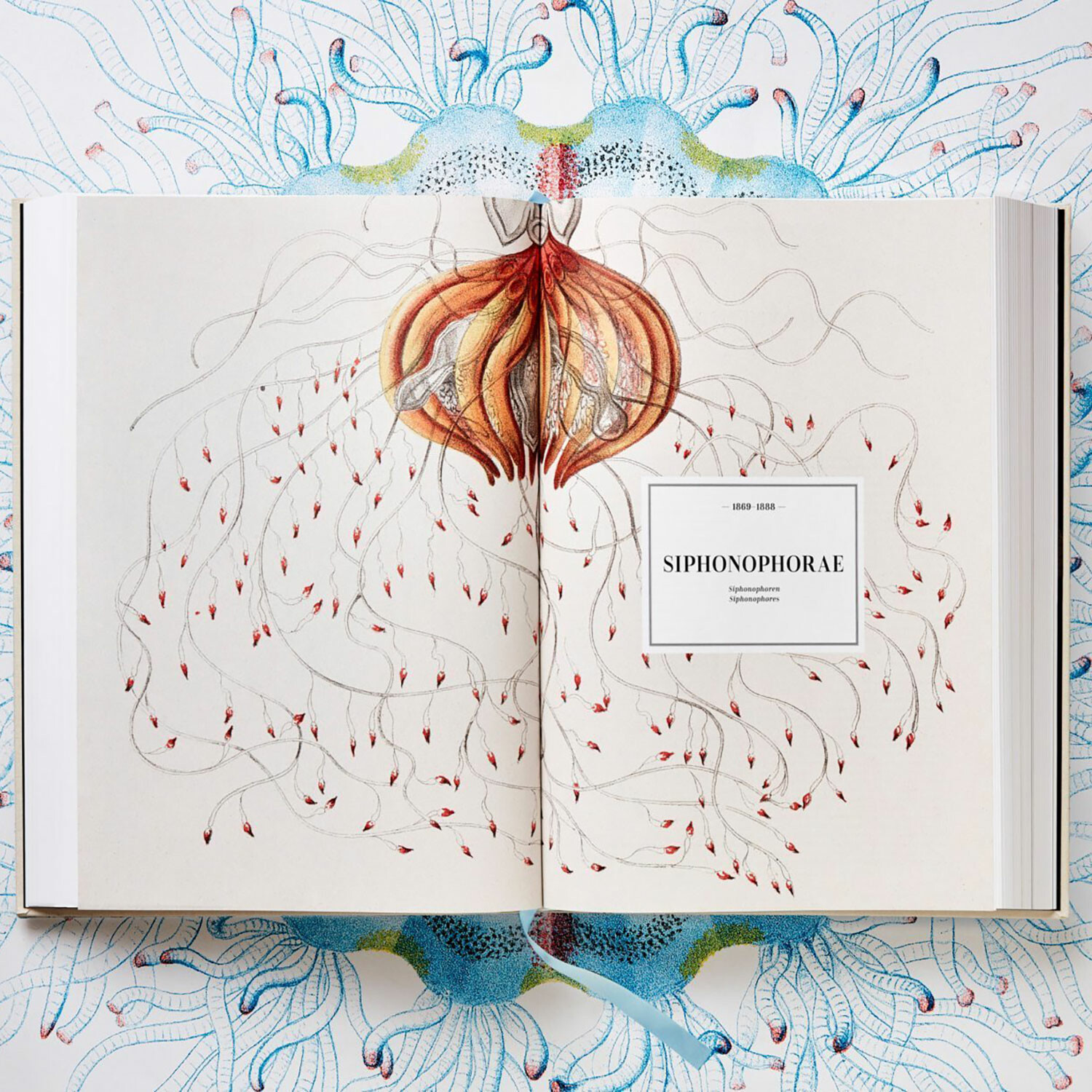 Haeckel botanical and fern illustrations